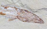 Cretaceous Prionolepis (Viper Fish) - Lebanon #36943-1